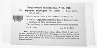 Erysiphe aquilegiae image